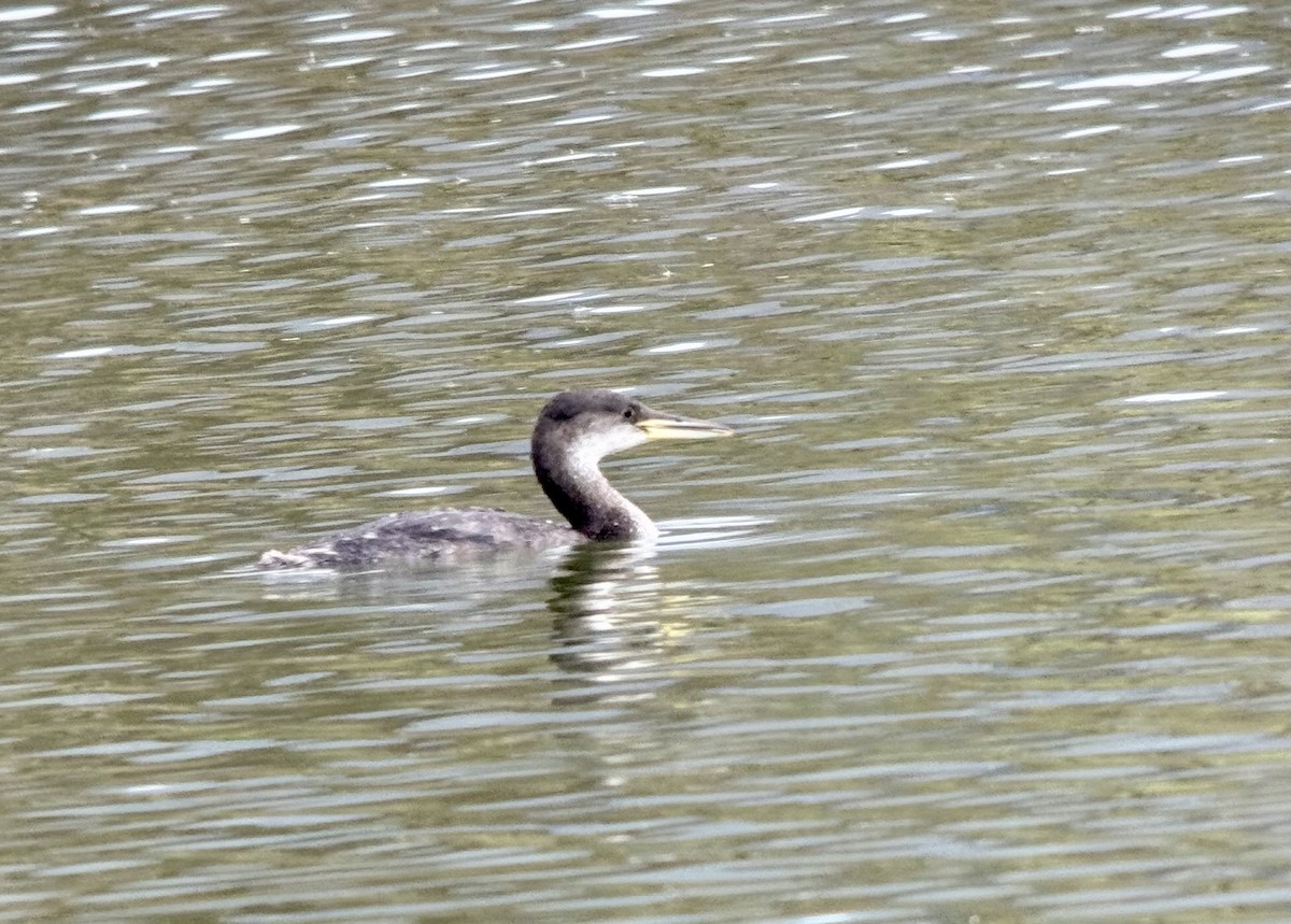 Red-necked Grebe - ML613321793