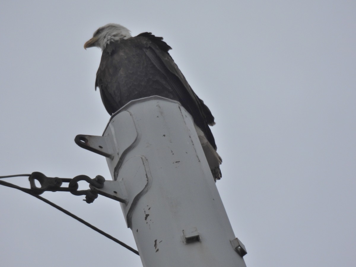 New York Breeding Bird Atlas Checklist 9 Jan 2024 Patchogue Yaphank