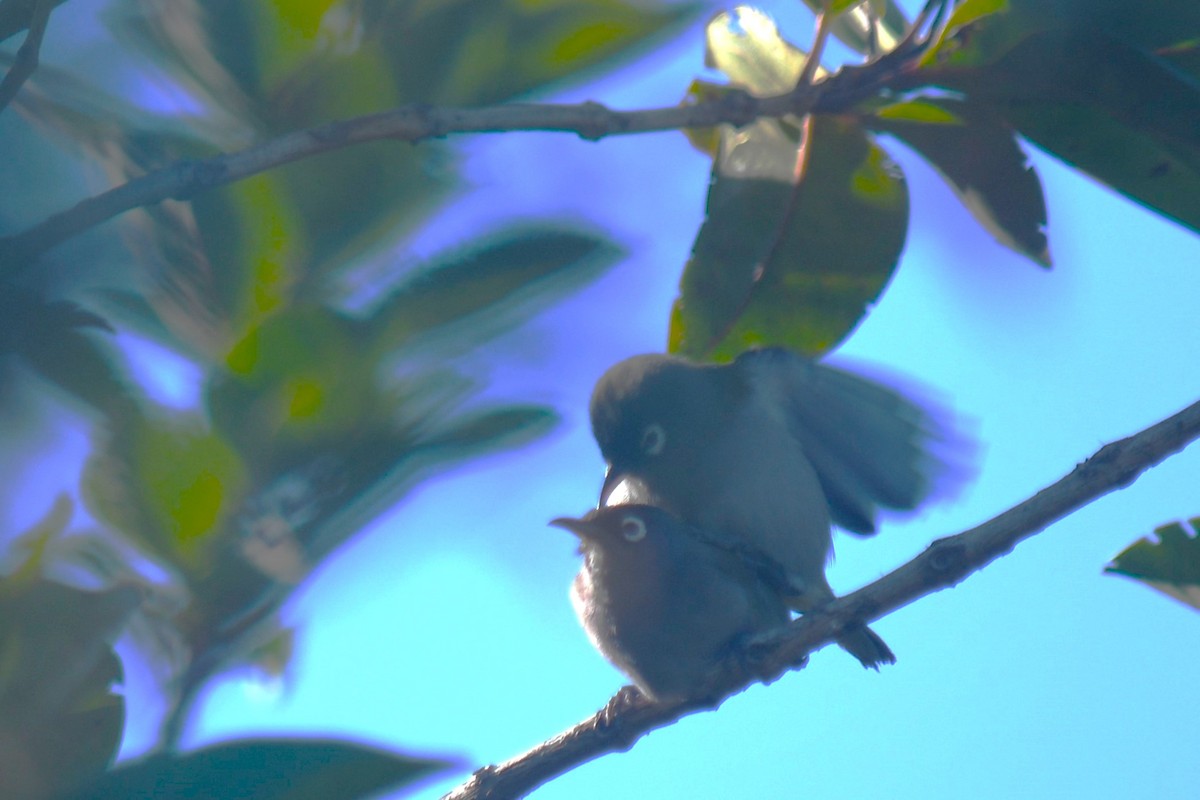 Réunion-Olivbrillenvogel - ML613321879