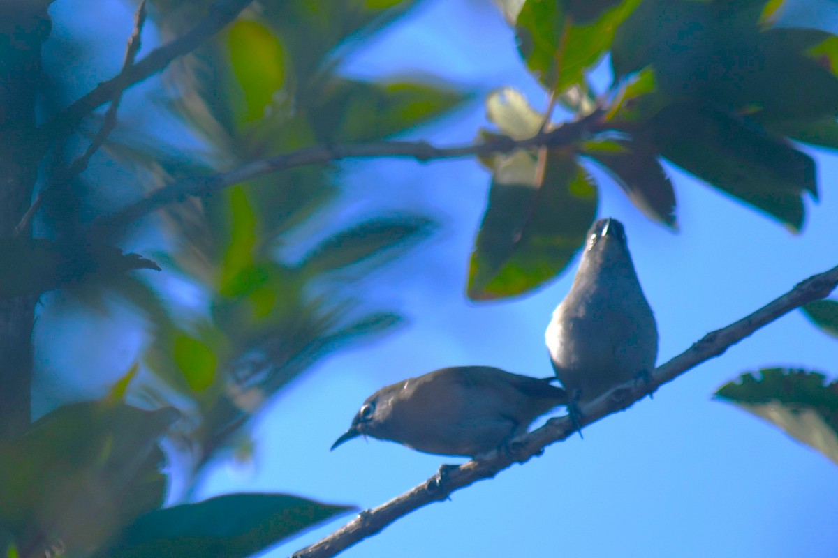 Réunion-Olivbrillenvogel - ML613321880