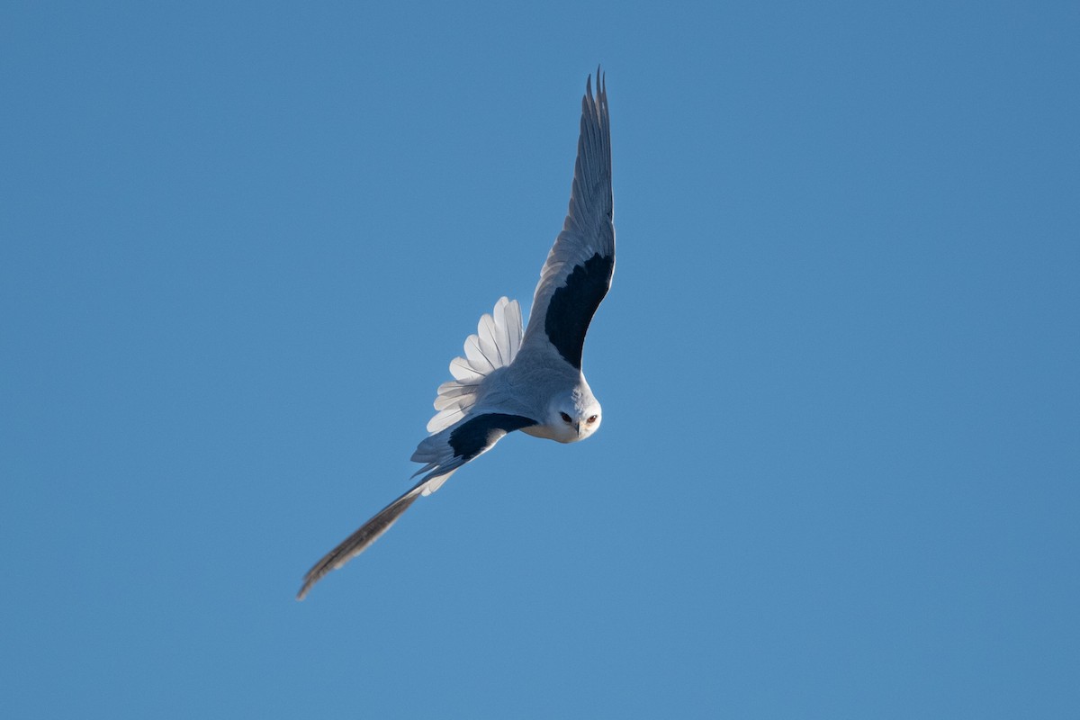 White-tailed Kite - Cynthia  Case
