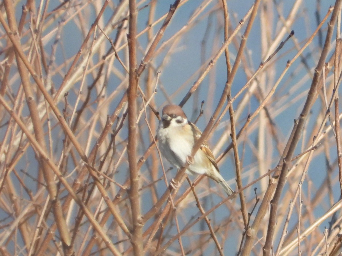 Eurasian Tree Sparrow - ML613322171