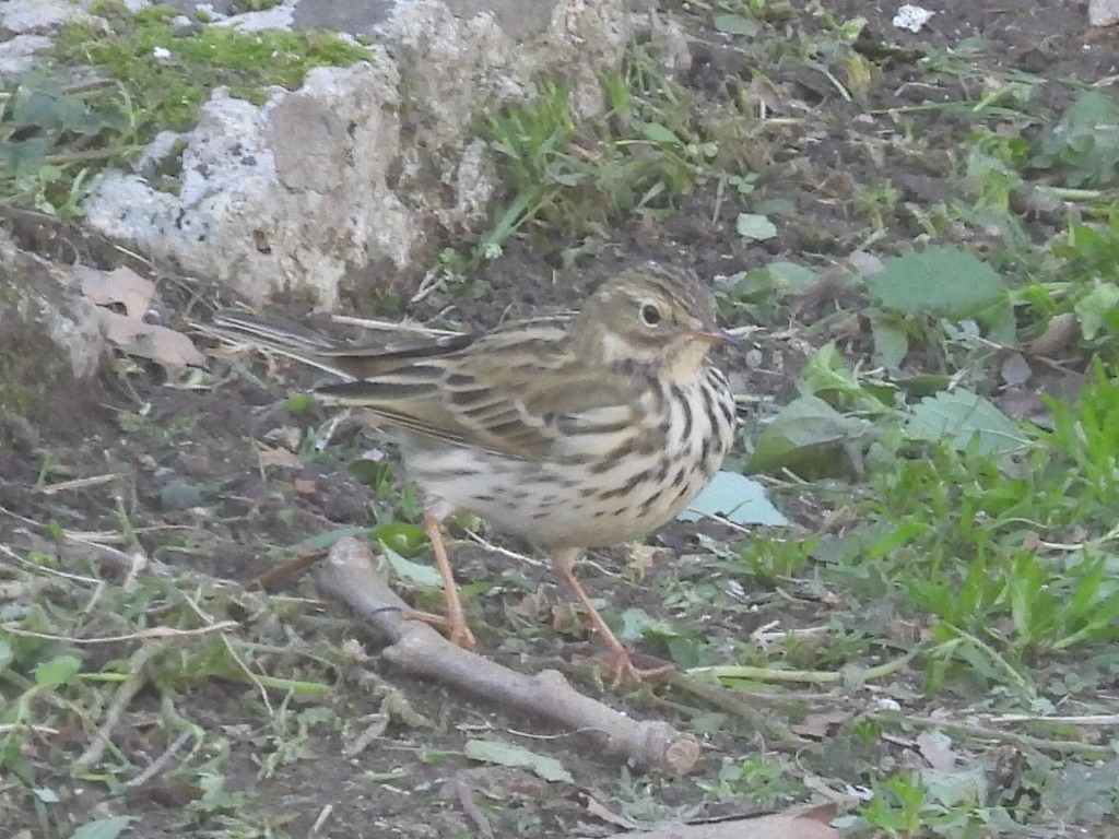 Meadow Pipit - ML613322195