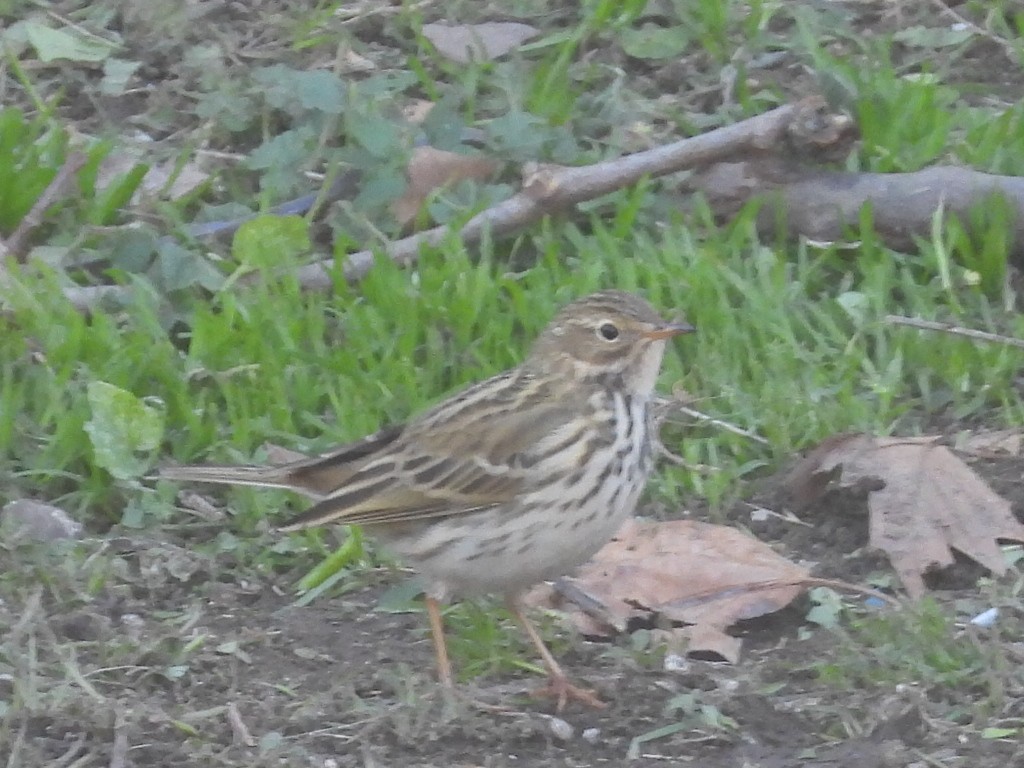 Meadow Pipit - ML613322196