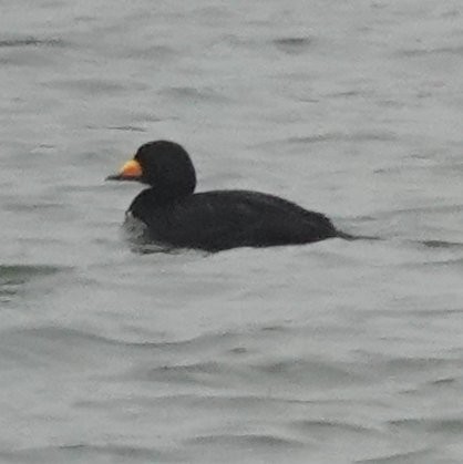 eBird Checklist - 9 Jan 2024 - Rudee Inlet - 12 species