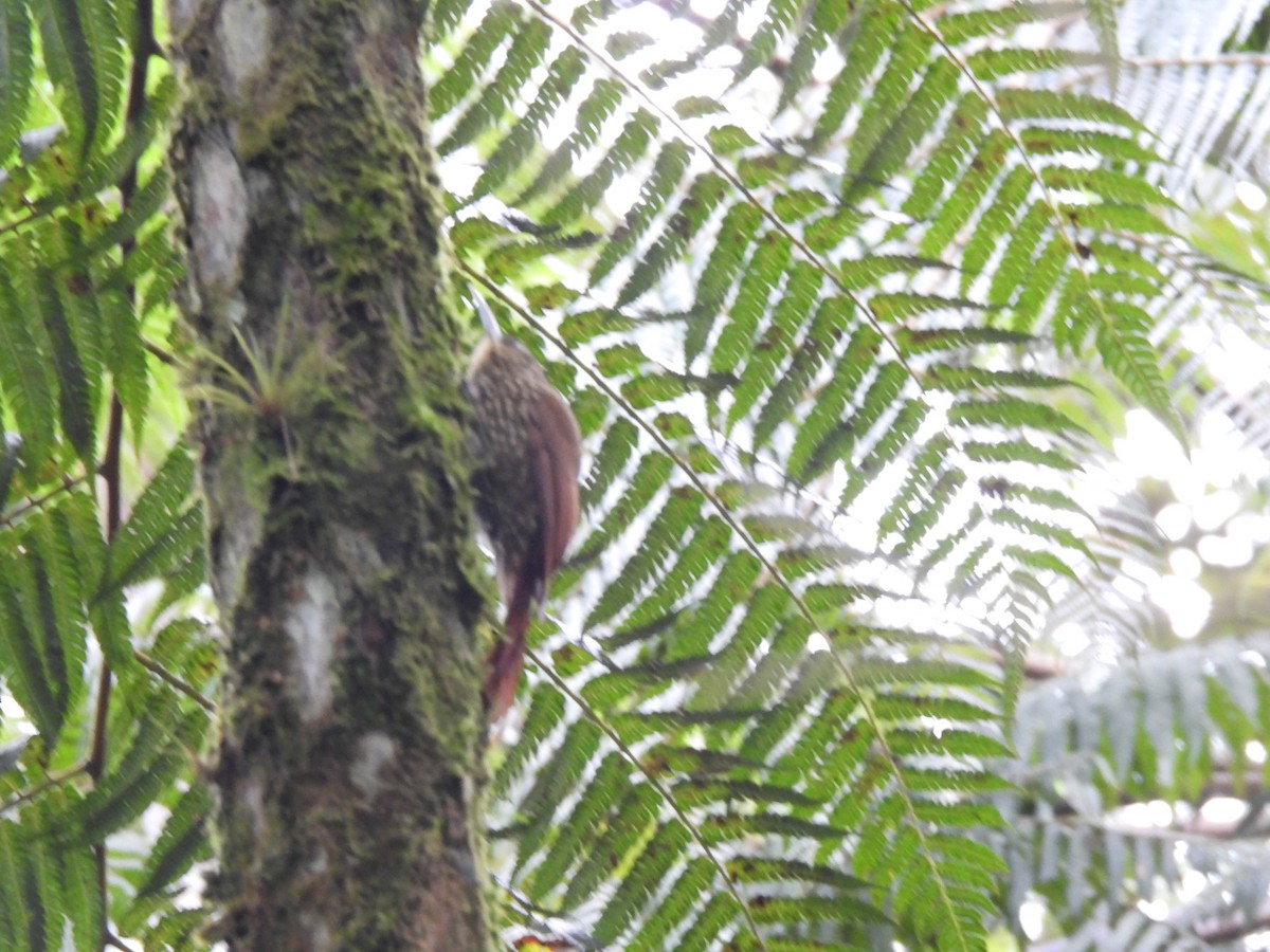 Strong-billed Woodcreeper (Central American) - María Eugenia Paredes Sánchez