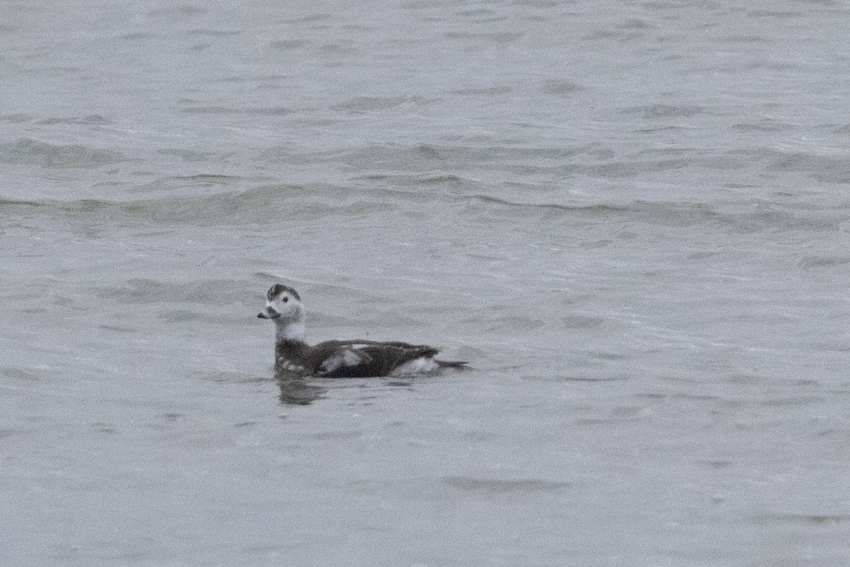 Long-tailed Duck - ML613323964