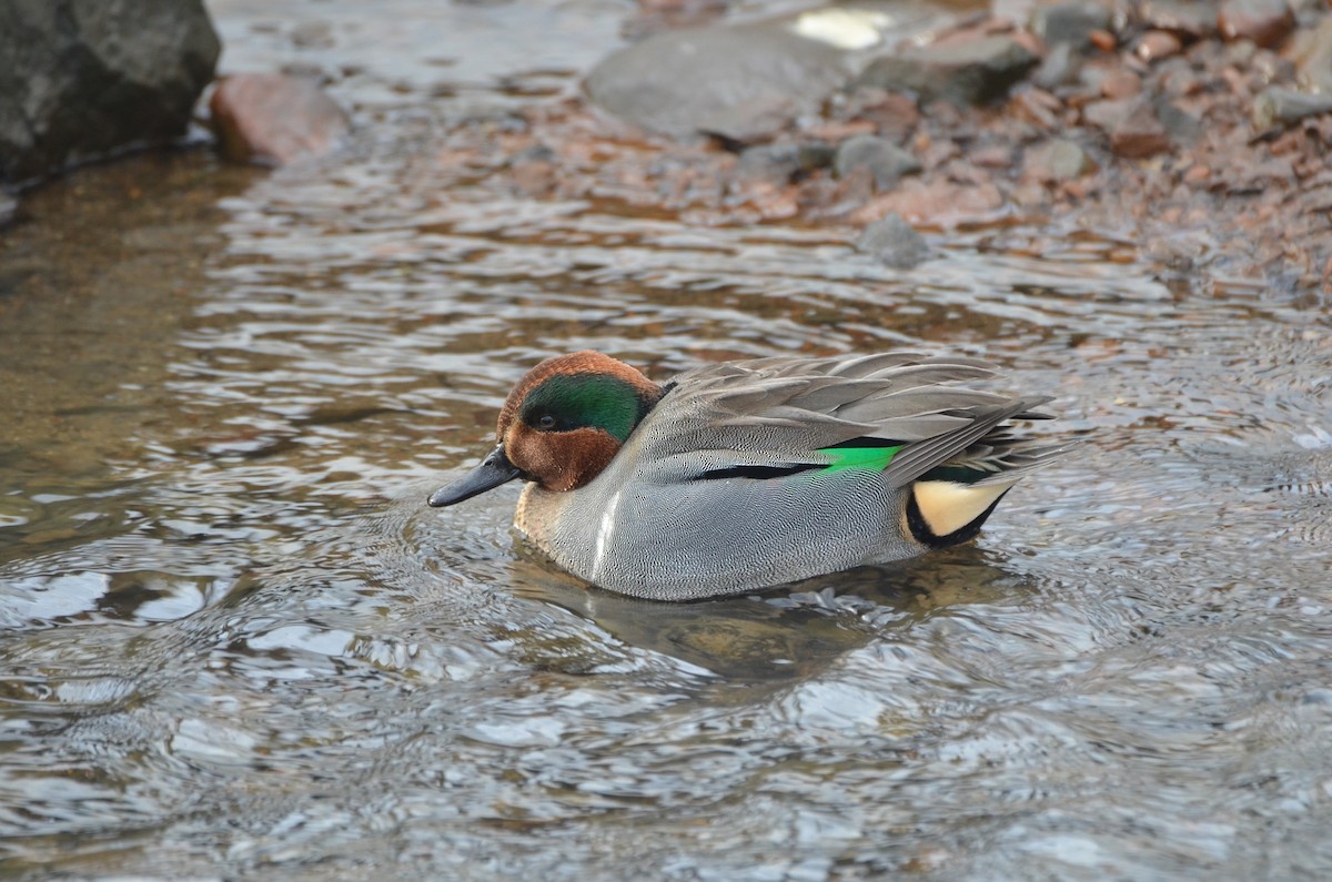 Green-winged Teal - ML613324052