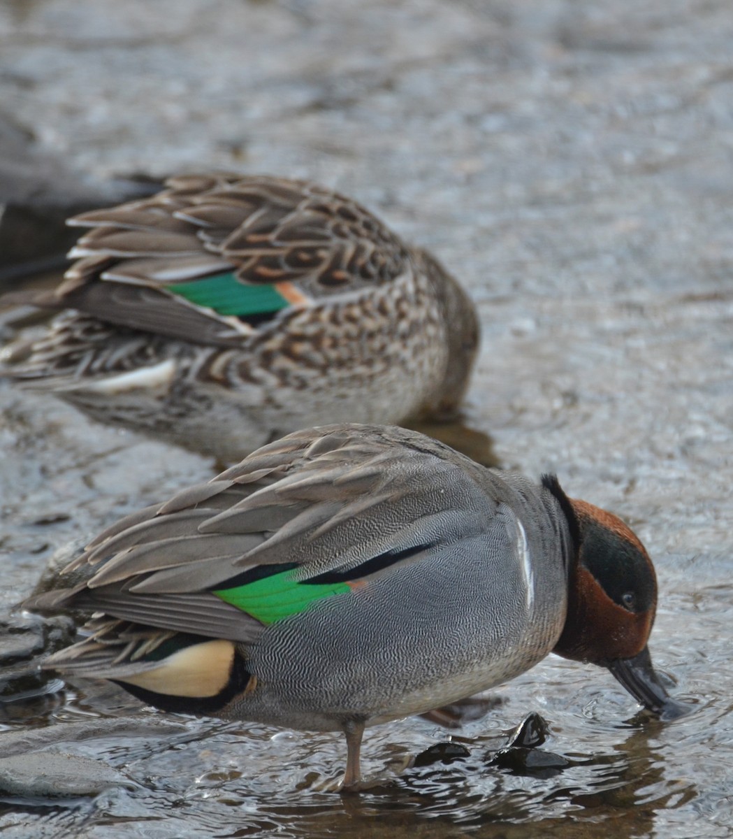 Green-winged Teal - ML613324065
