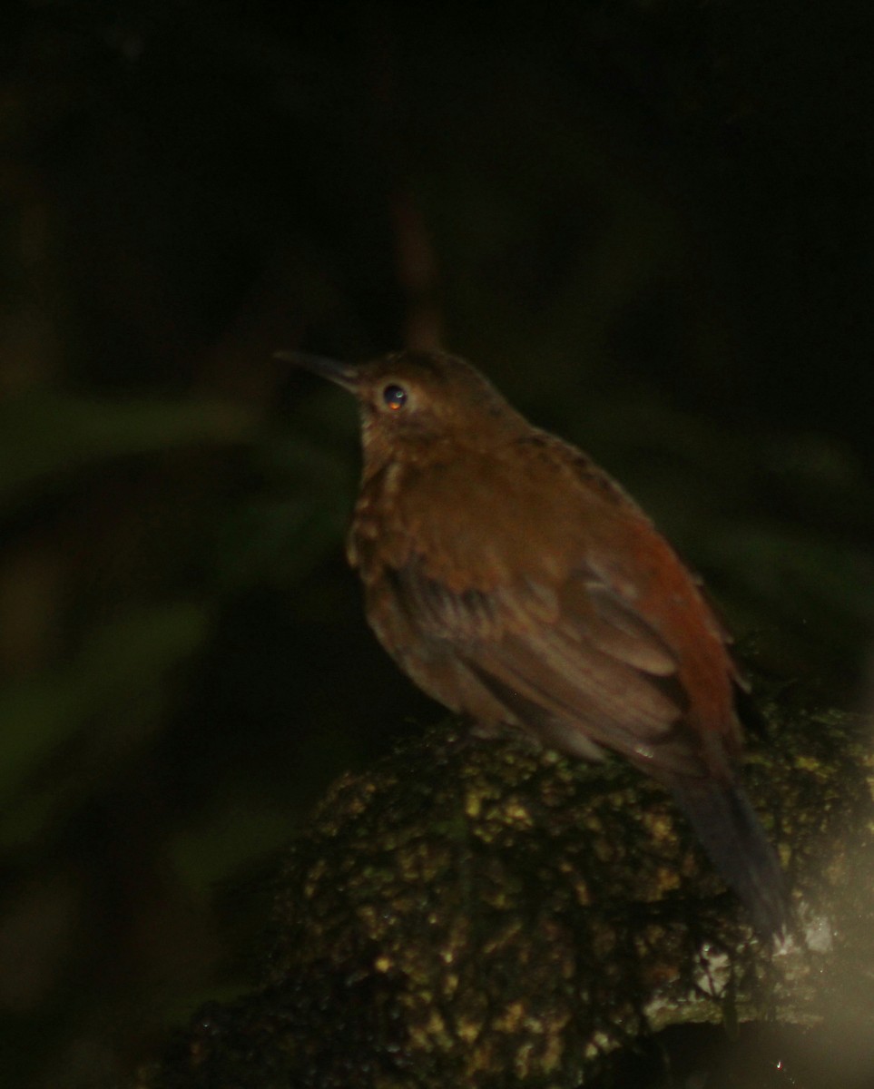 Rufous-breasted Leaftosser (Rufous-breasted) - Guillermo Andreo