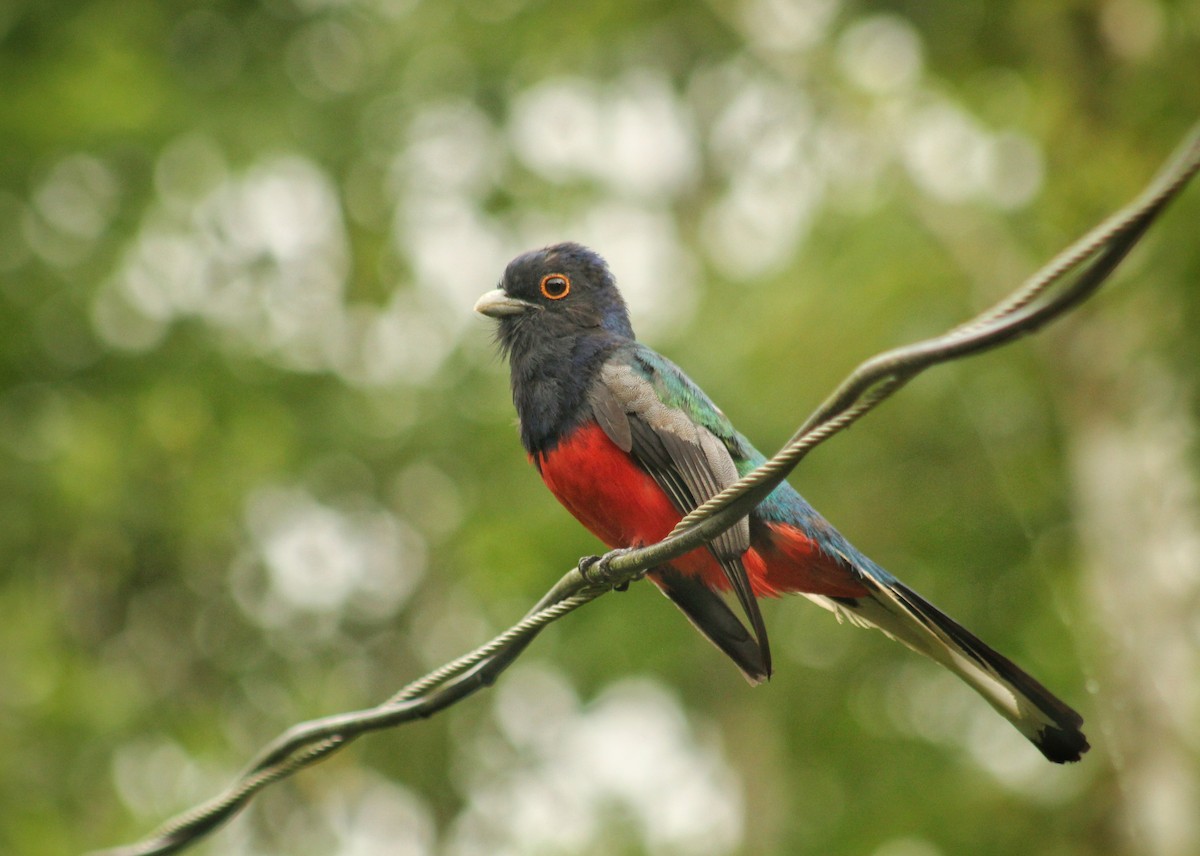 Surucua Trogon (Red-bellied) - Guillermo Andreo