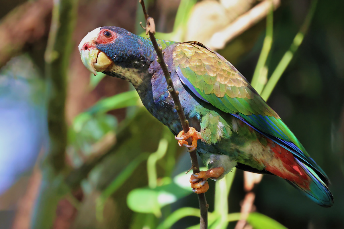 White-crowned Parrot - ML613324474