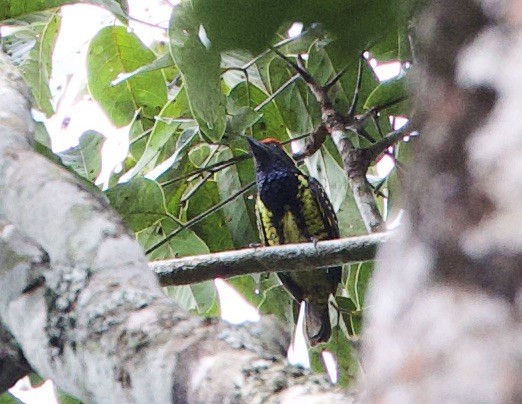 Yellow-spotted Barbet - Sue Flecker