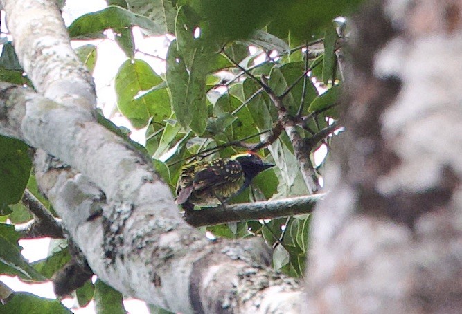 Yellow-spotted Barbet - ML613324491