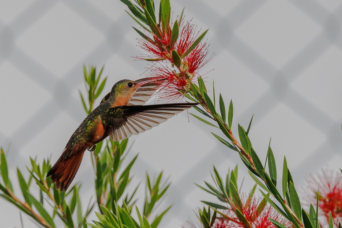kolibřík ryšavý - ML613324572