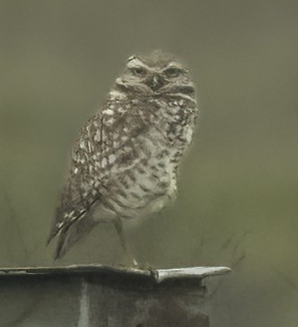 Burrowing Owl - Terry Karlin
