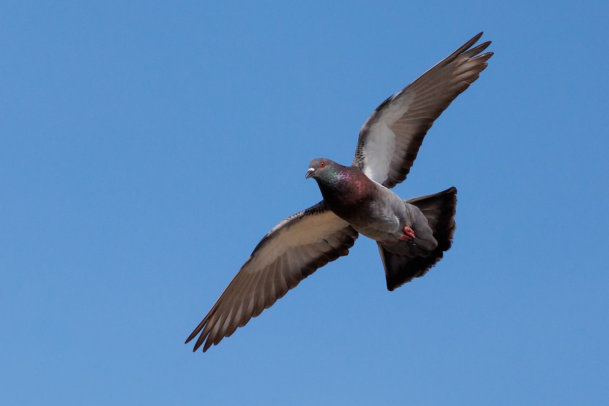 Rock Pigeon (Feral Pigeon) - Hernan Riverol