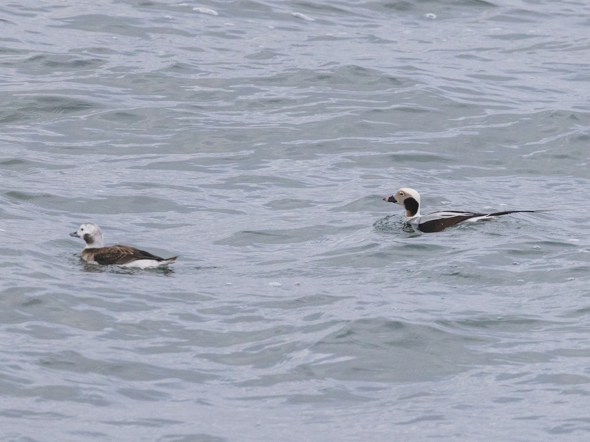 Long-tailed Duck - ML613325108