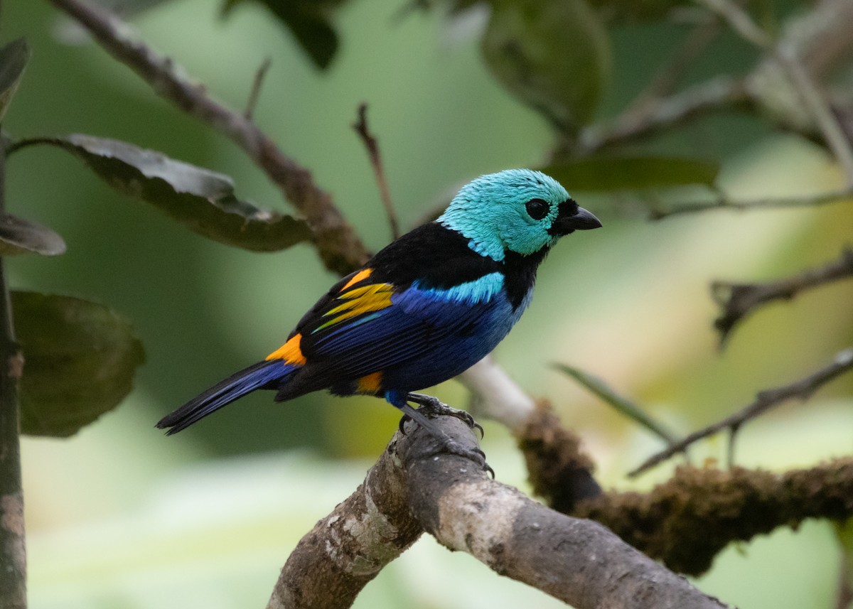 Seven-colored Tanager - ML613325222