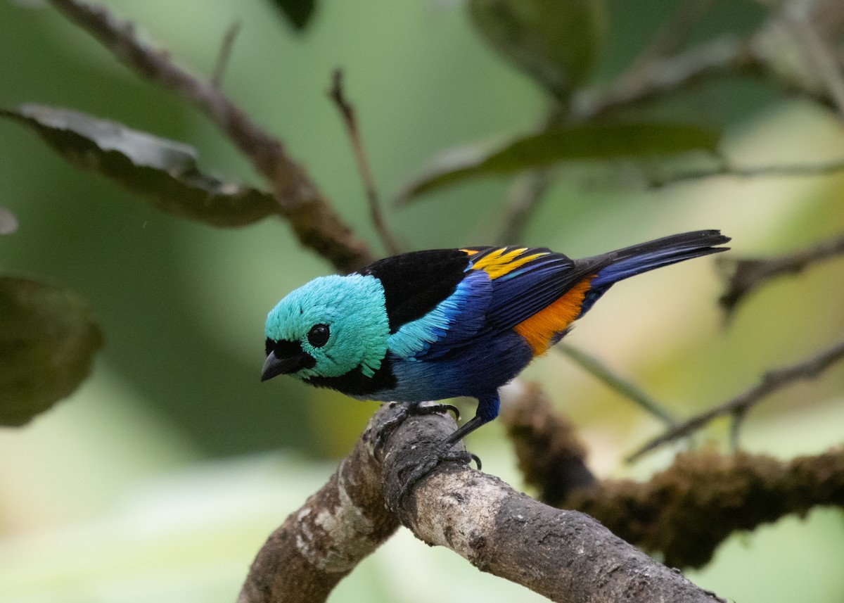 Seven-colored Tanager - ML613325224