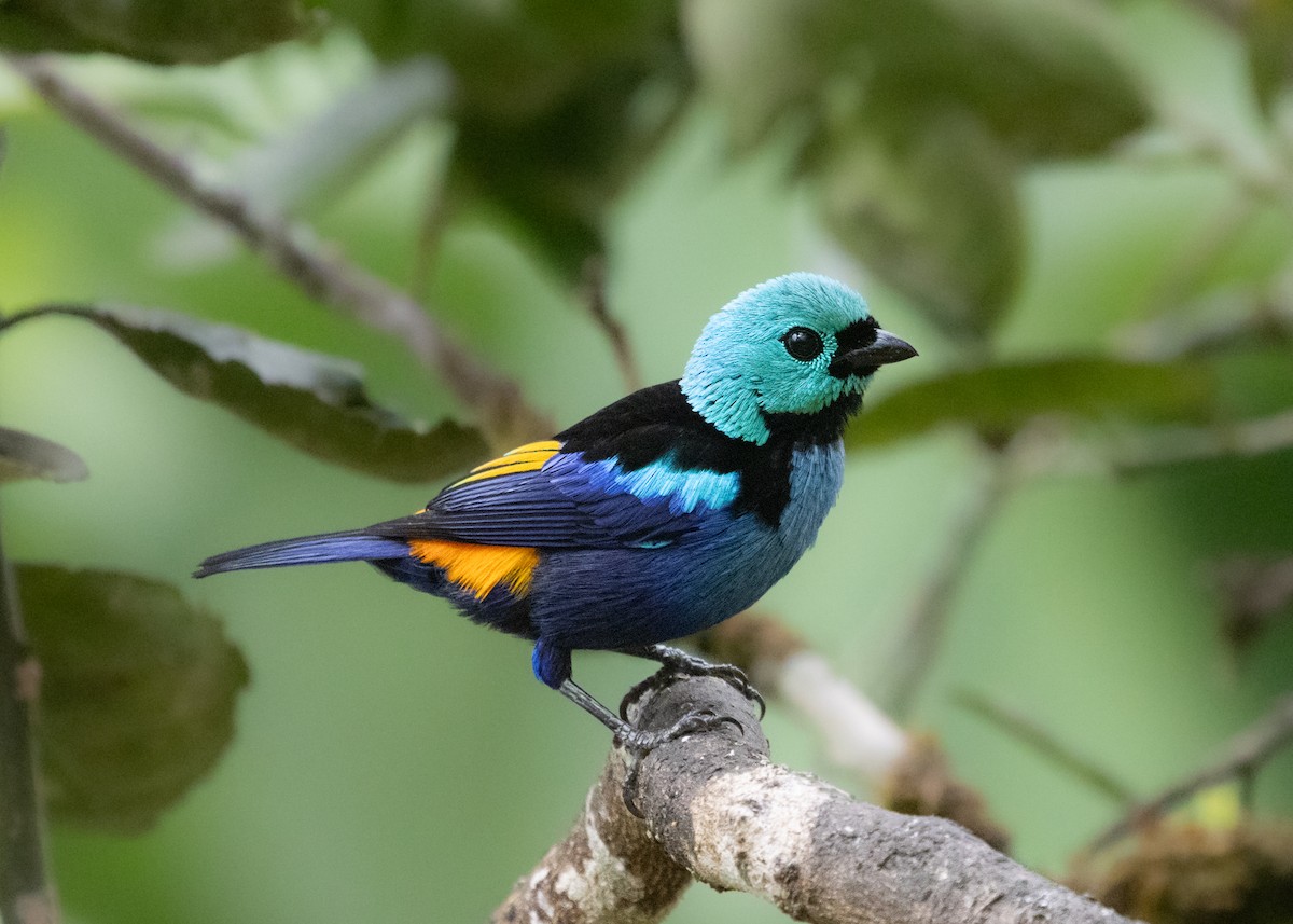 Seven-colored Tanager - ML613325227