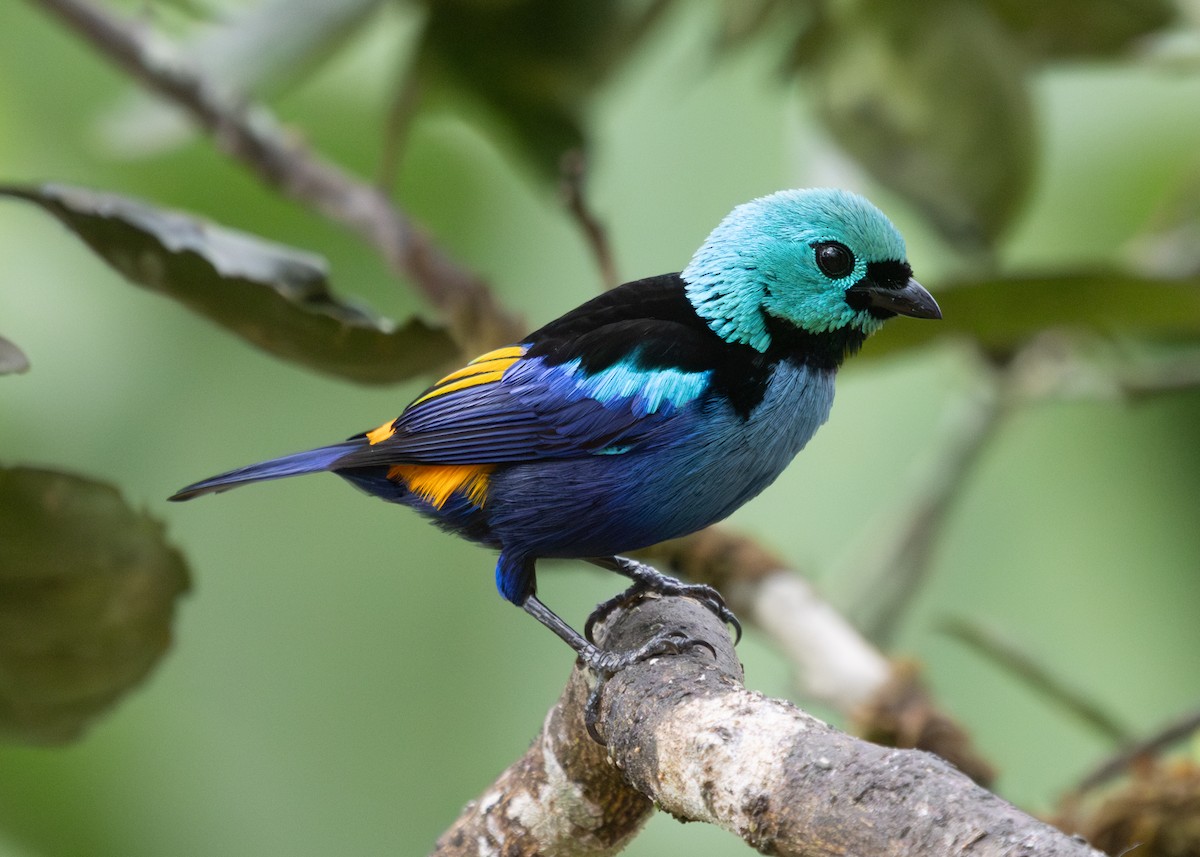 Seven-colored Tanager - ML613325228
