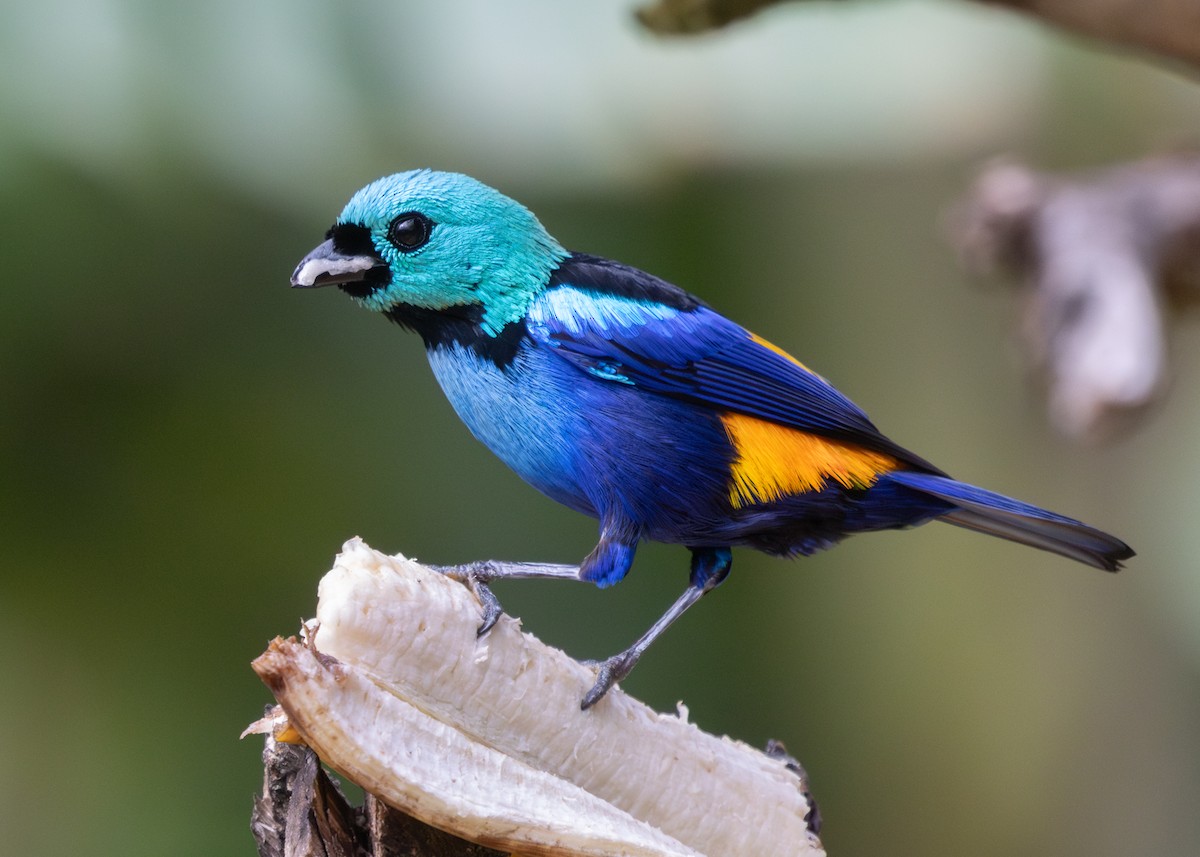 Seven-colored Tanager - ML613325229
