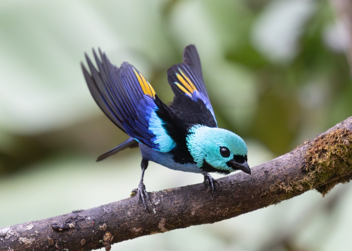 Seven-colored Tanager - ML613325230