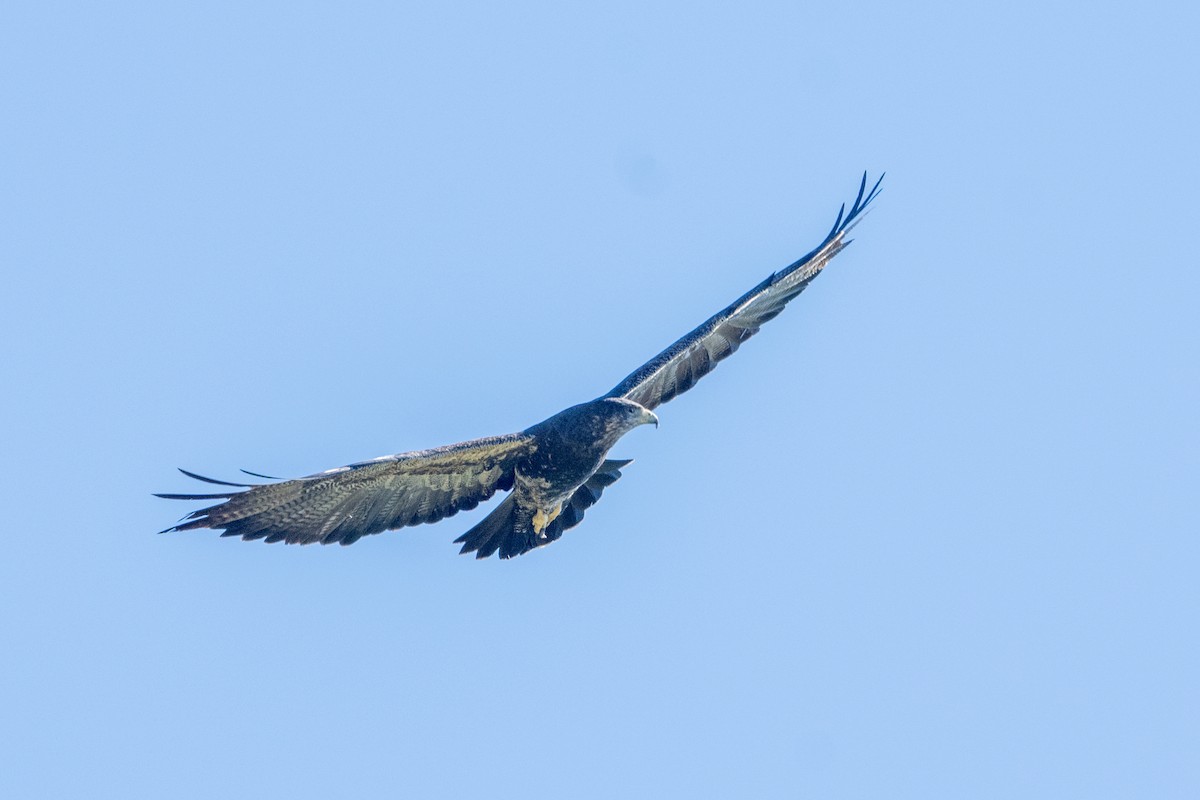 Black-chested Buzzard-Eagle - ML613325469