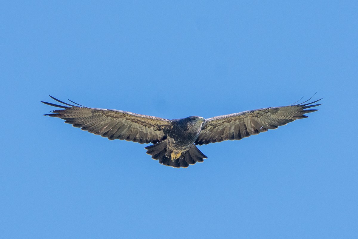 Black-chested Buzzard-Eagle - ML613325470