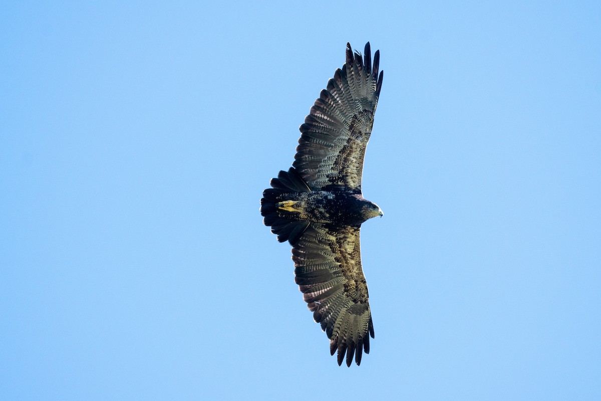 Black-chested Buzzard-Eagle - ML613325472
