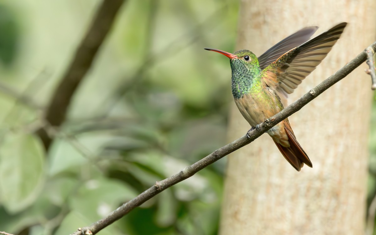 kolibřík yukatanský (ssp. cerviniventris/chalconota) - ML613325580