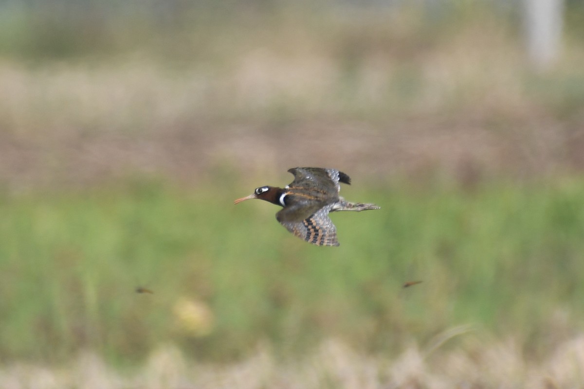 Greater Painted-Snipe - ML613326087