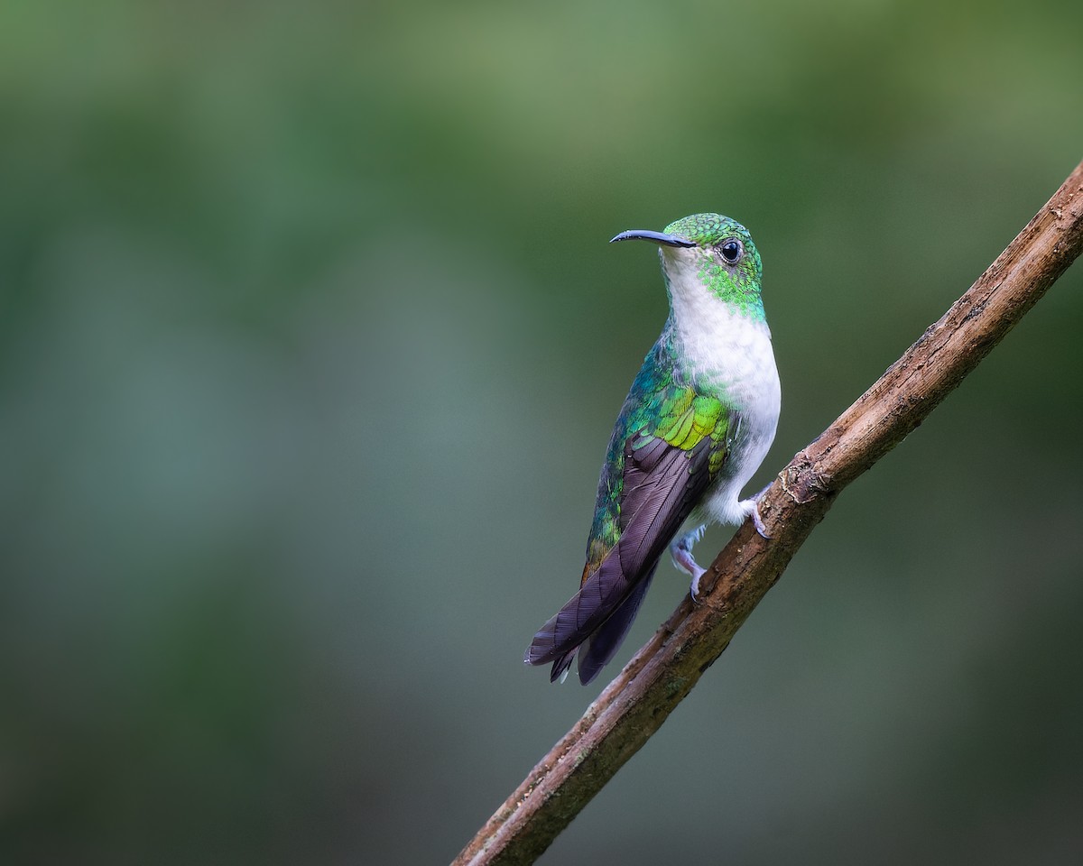 kolibřík měděnohlavý - ML613326152