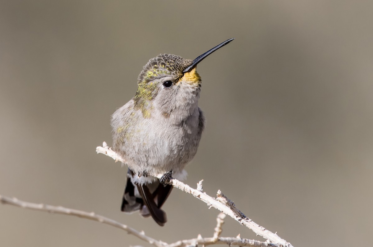 Costa's Hummingbird - ML613326233