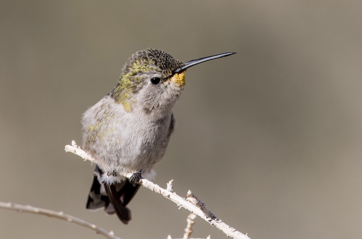 Costa's Hummingbird - ML613326234