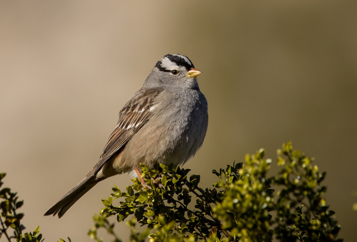 White-crowned Sparrow - ML613326320