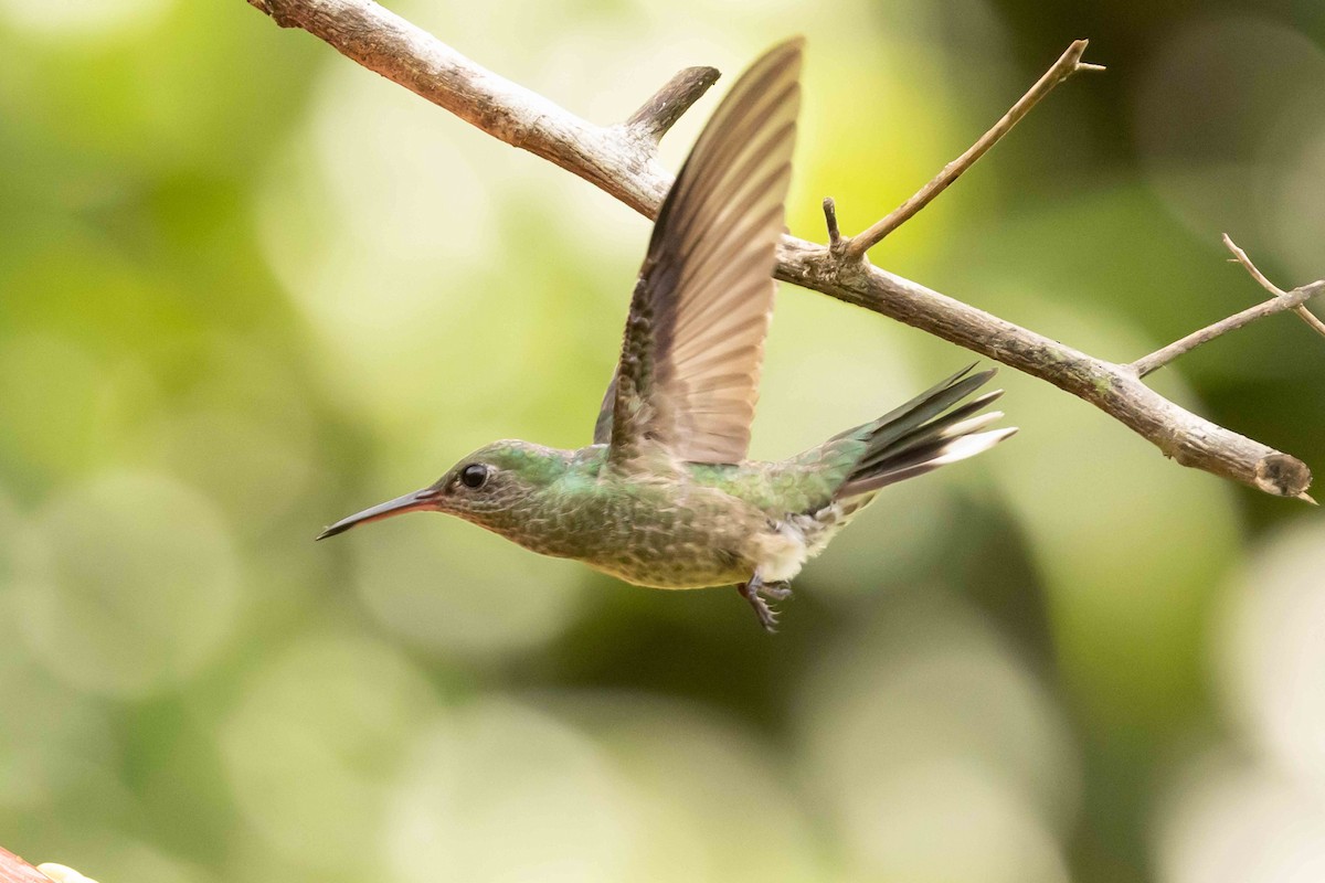 kolibřík skvrnitoprsý - ML613326394