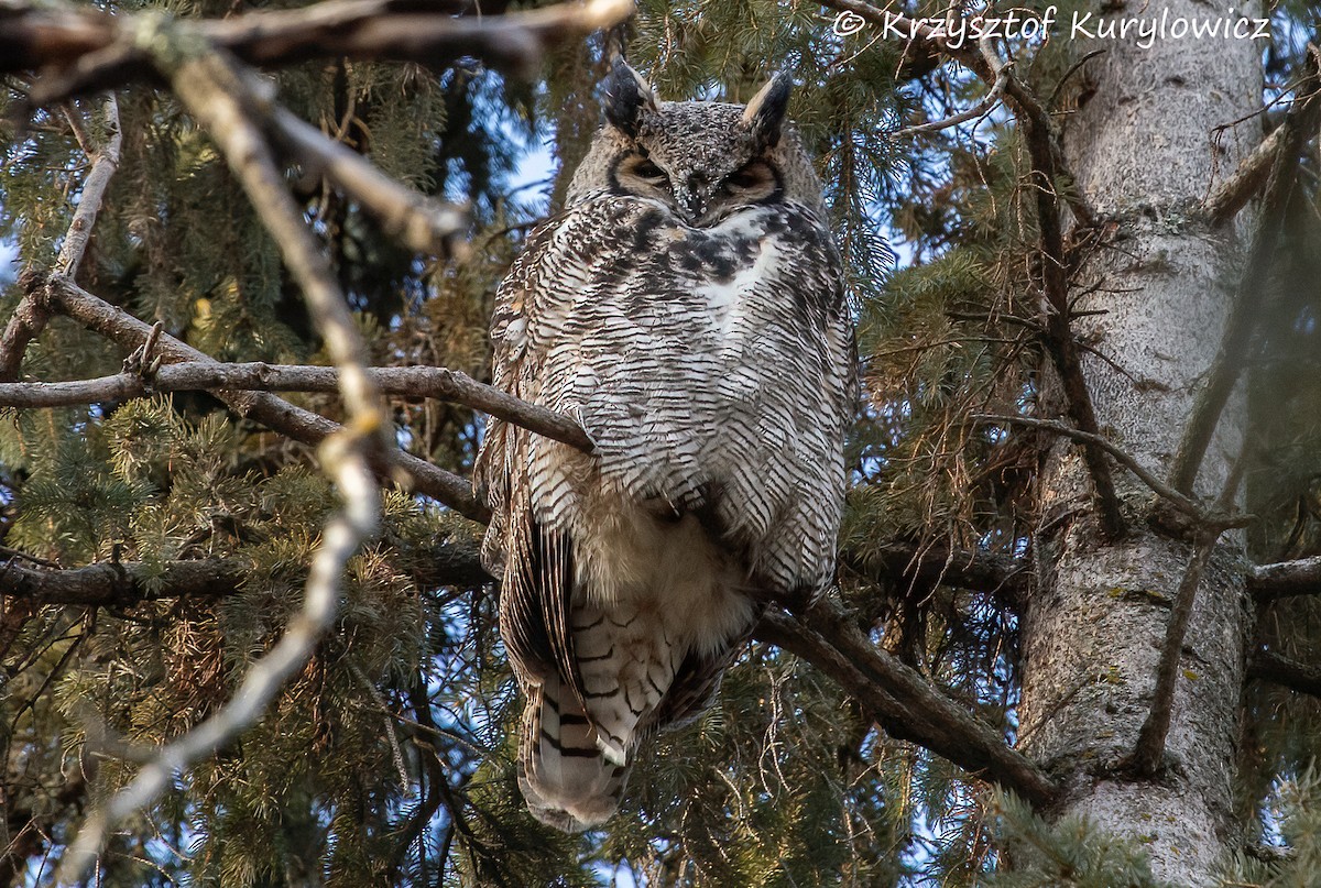 Great Horned Owl - ML613326459