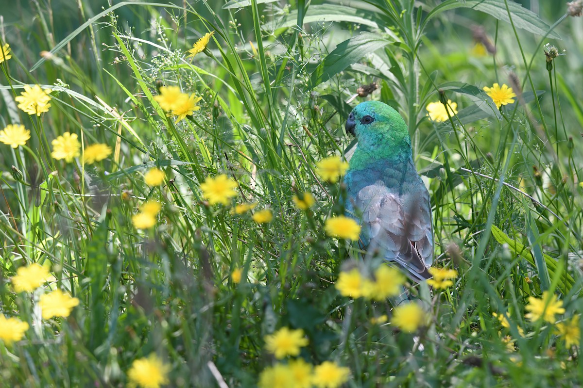 Red-rumped Parrot - ML613326564