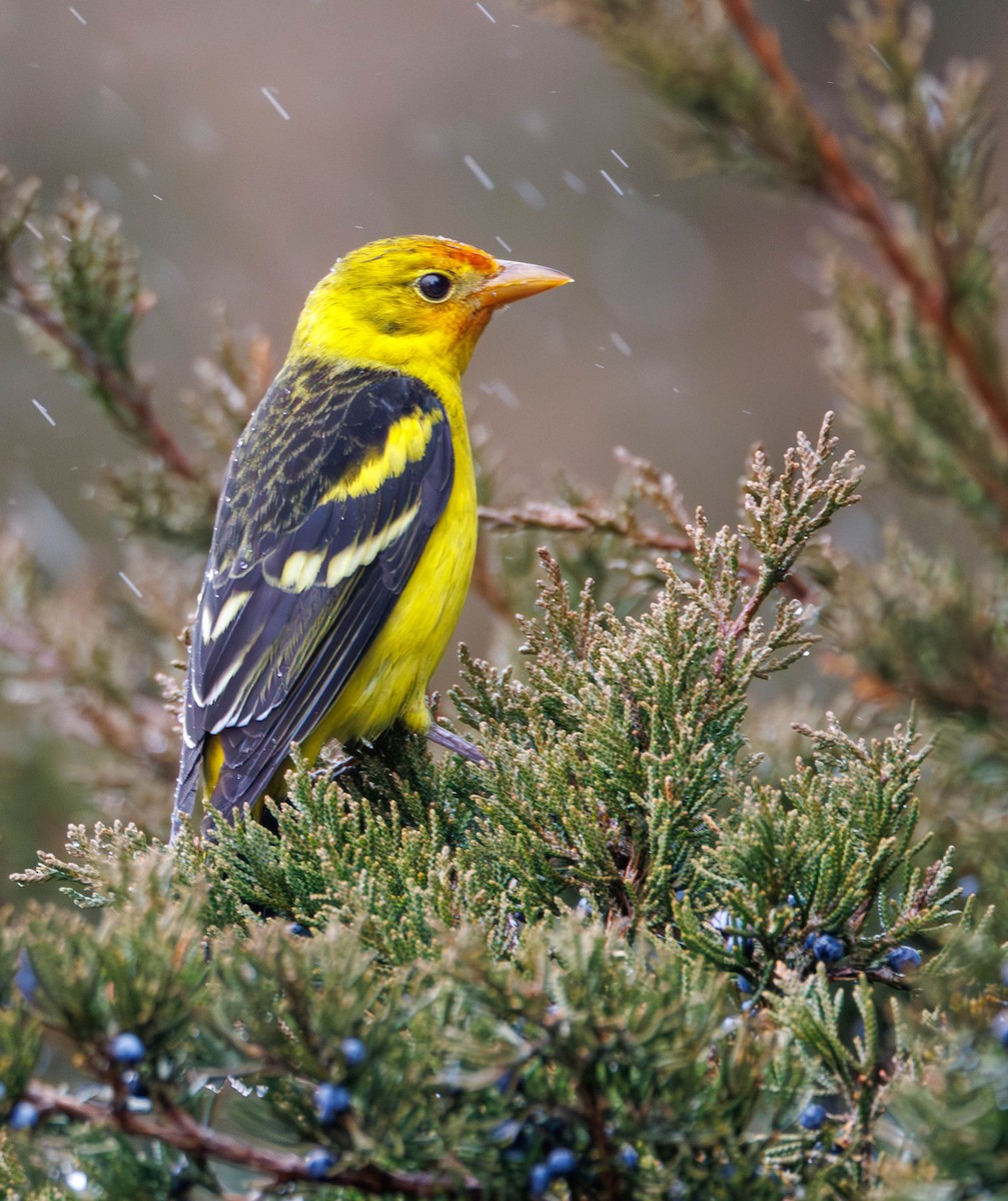 Western Tanager - ML613326846