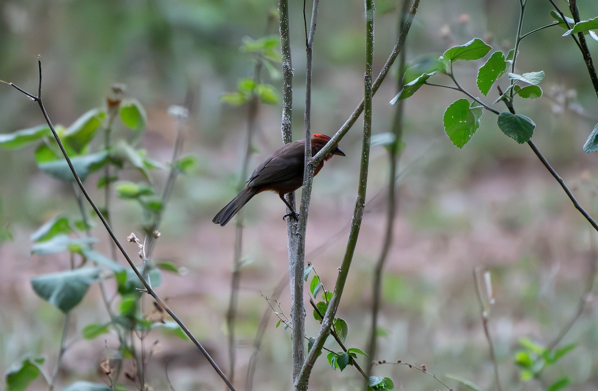 Red-crested Finch - David Tripp Jr