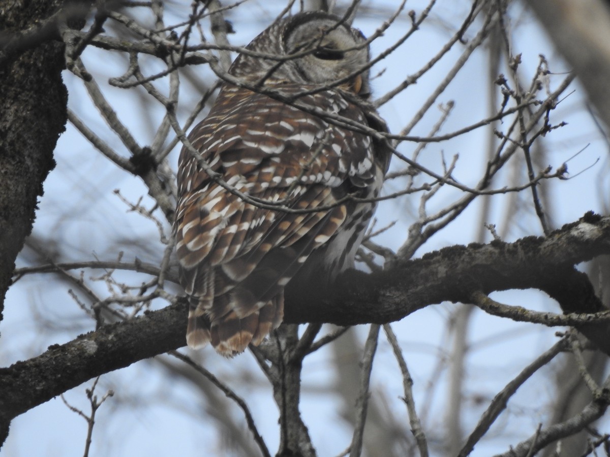Barred Owl - ML613327111