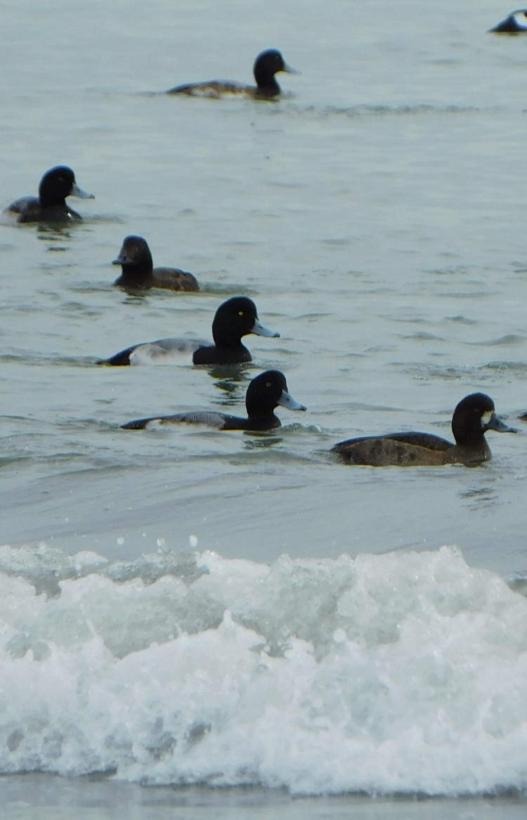 Greater Scaup - ML613327114