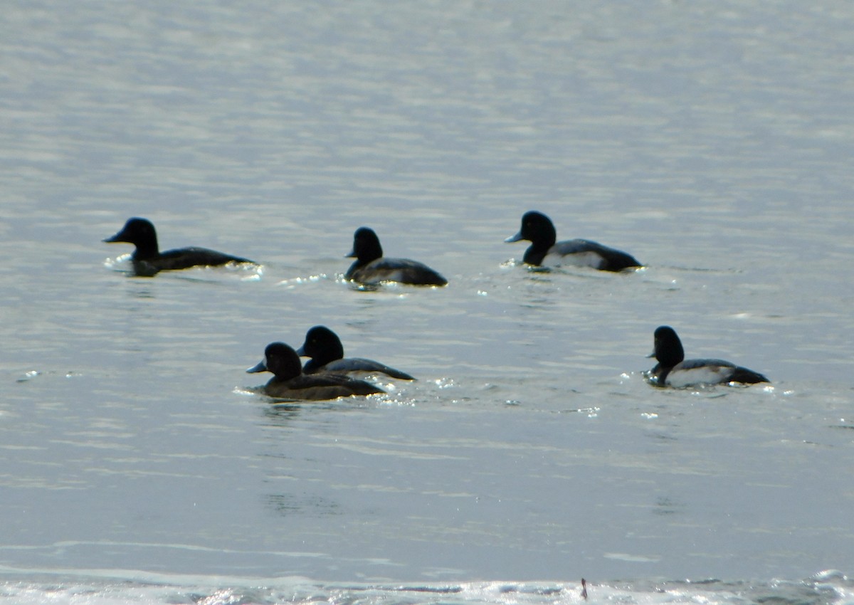Greater Scaup - ML613327115