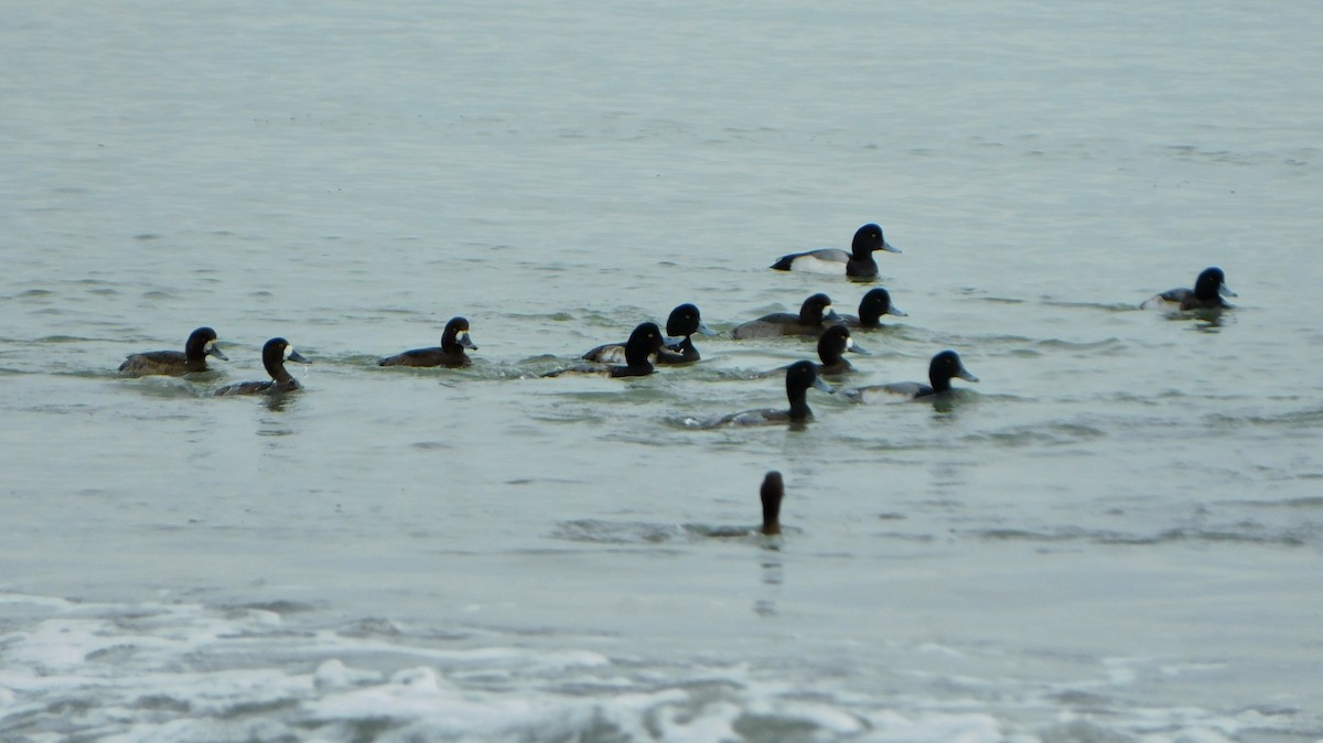 Greater Scaup - ML613327116