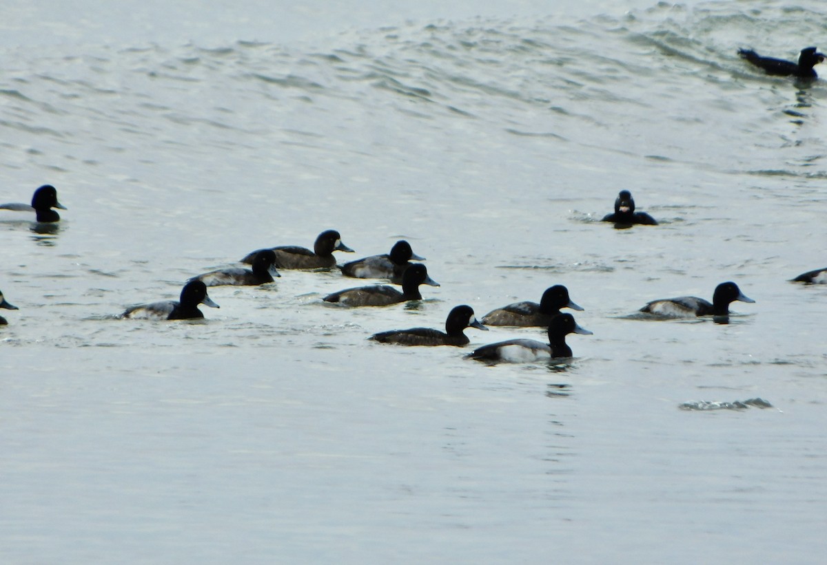 Greater Scaup - Tim E.