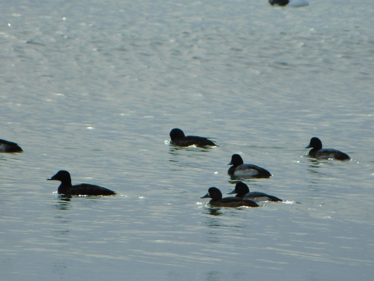 Greater Scaup - ML613327120