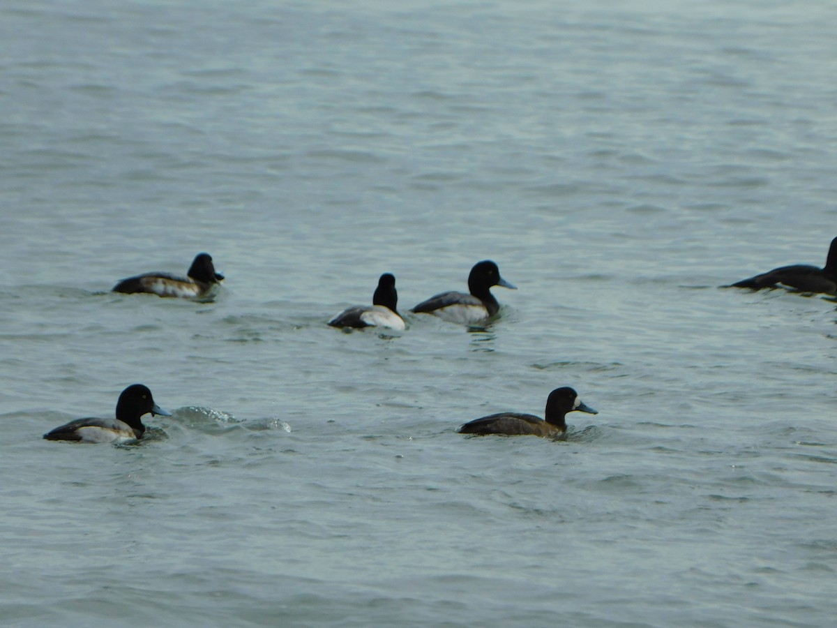 Greater Scaup - ML613327121