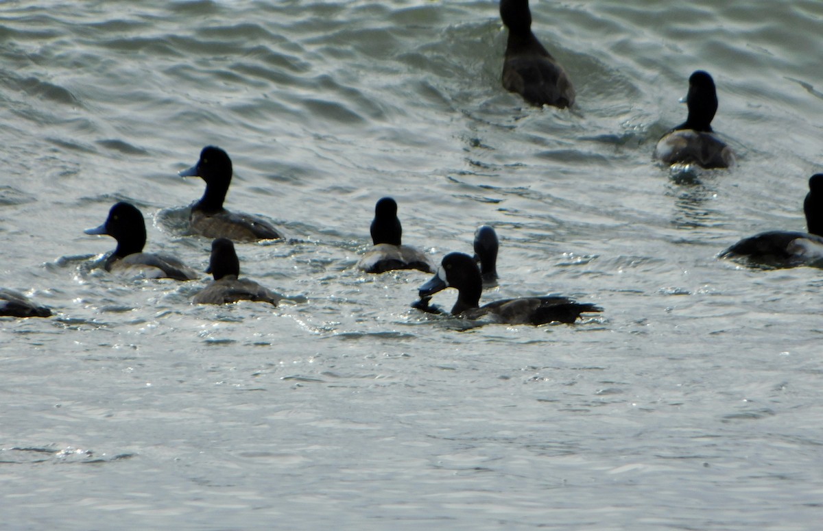 Greater Scaup - Tim E.